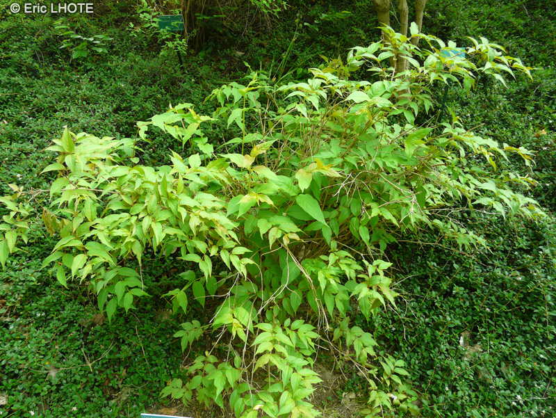 Caprifoliaceae - Diervilla sessifolia - Diervilla