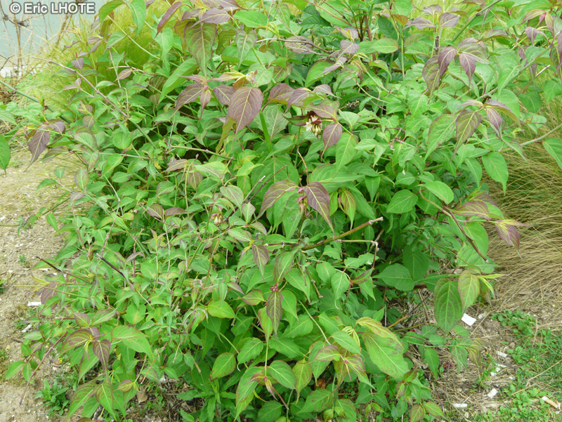 Caprifoliaceae - Leycesteria formosa - Arbre aux faisans