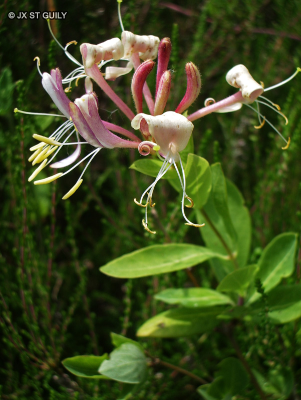Caprifoliaceae - Lonicera periclymenum - Chèvrefeuille périclymène, Chèvrefeuille des bois