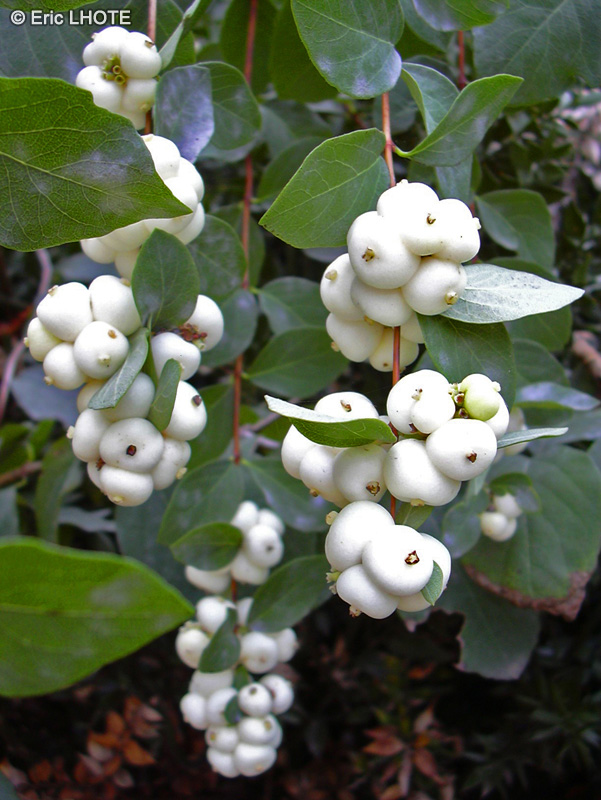 Caprifoliaceae - Symphoricarpos albus - Symphorine blanche, Symphorine à grappes, Arbre aux perles