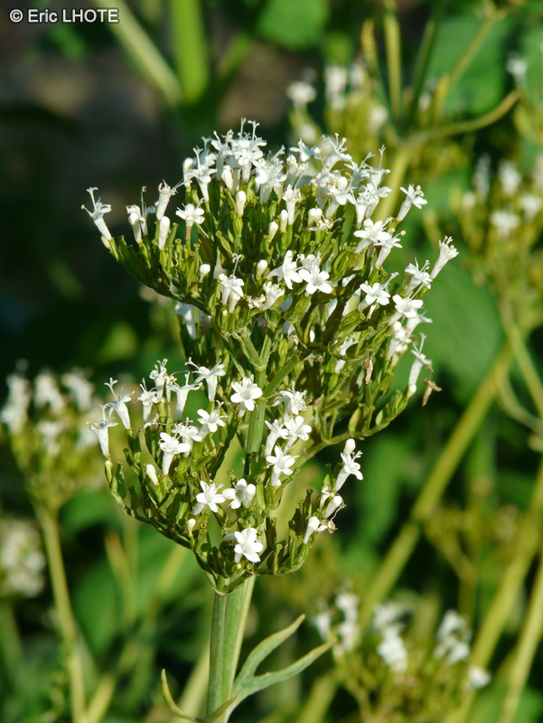 Caprifoliaceae - Valeriana officinalis - Valériane officinale, Herbe aux chats