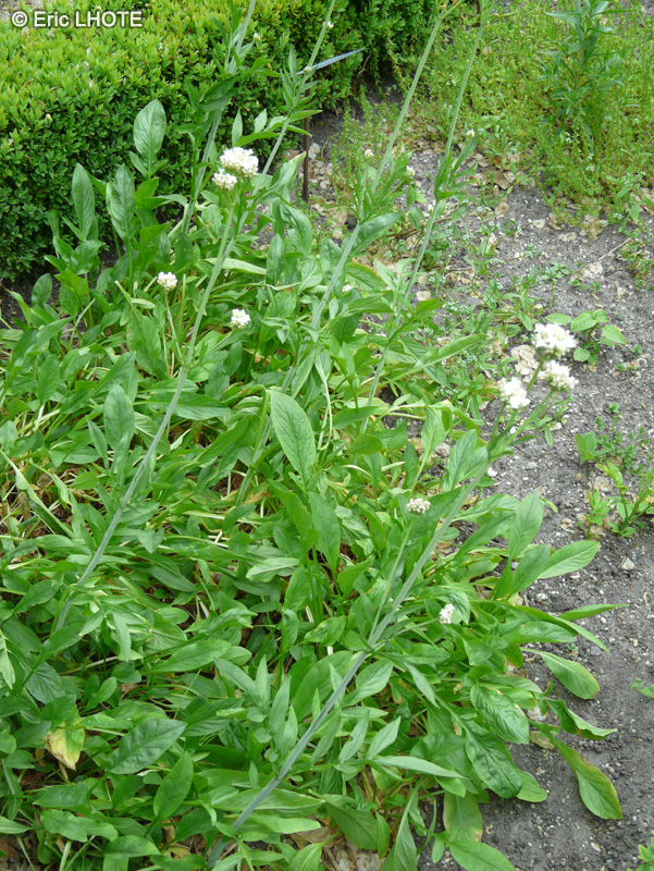 Caprifoliaceae - Valeriana phu - Valériane phu