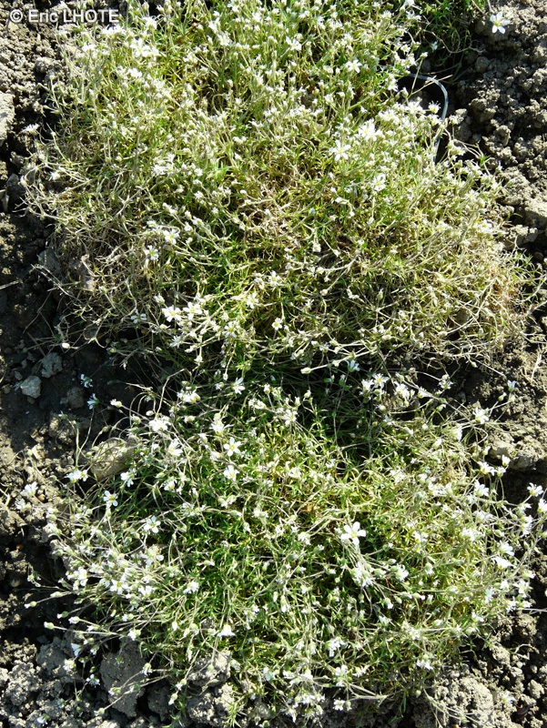 Caryophyllaceae - Arenaria grandiflora - Sabline à grandes fleurs