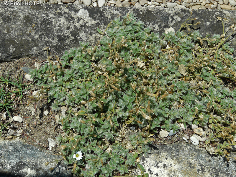 Caryophyllaceae - Cerastium alpinum - Céraiste des Alpes