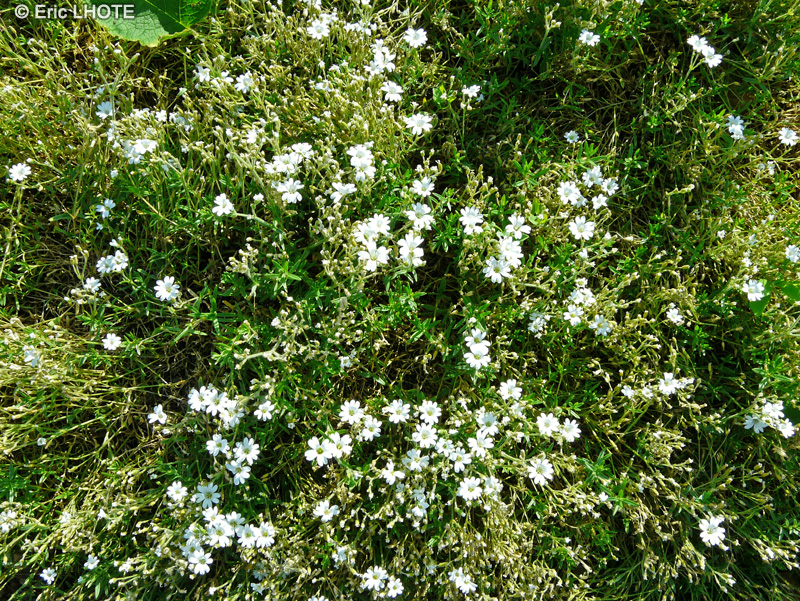 Caryophyllaceae - Cerastium arvense - Céraiste des champs