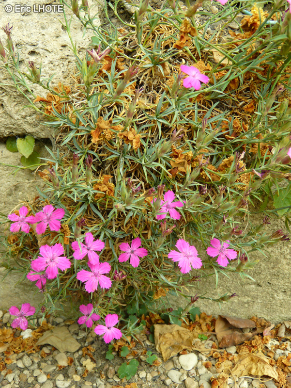 Caryophyllaceae - Dianthus haematocalix - Oeillet