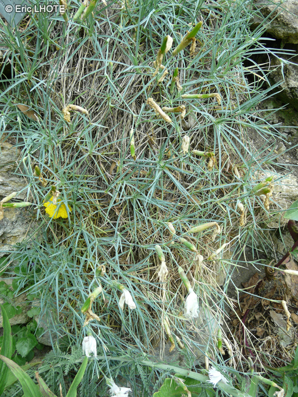  - Dianthus pinifolius ssp. lilacinus - 