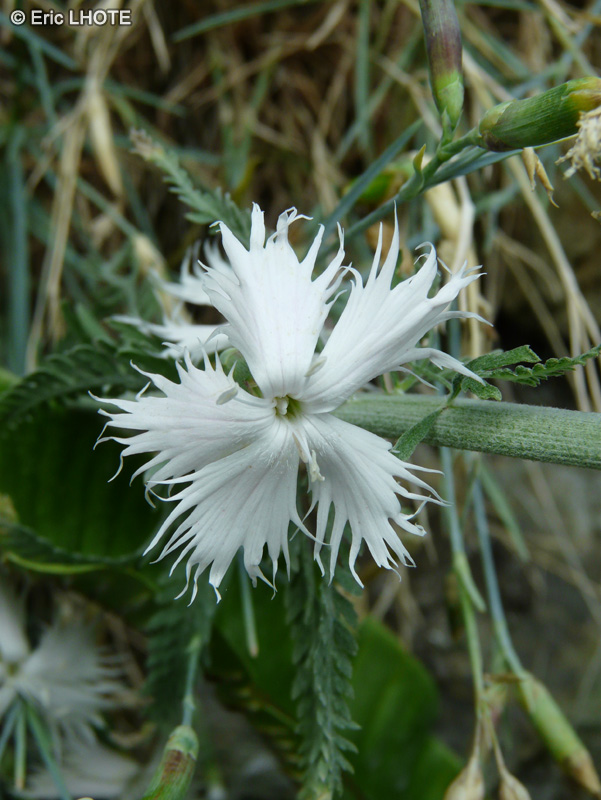 Caryophyllaceae - Dianthus pinifolius ssp. lilacinus - Oeillet