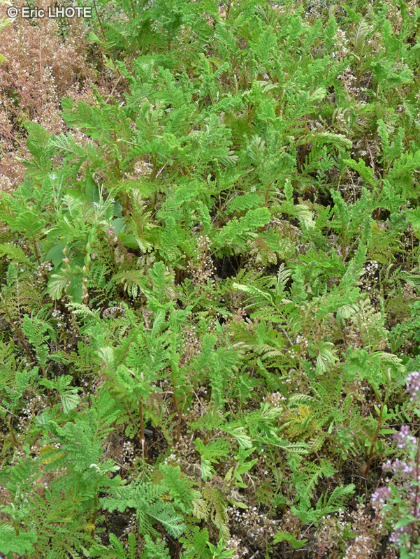 Caryophyllaceae - Dianthus plumarius - Oeillet mignardise