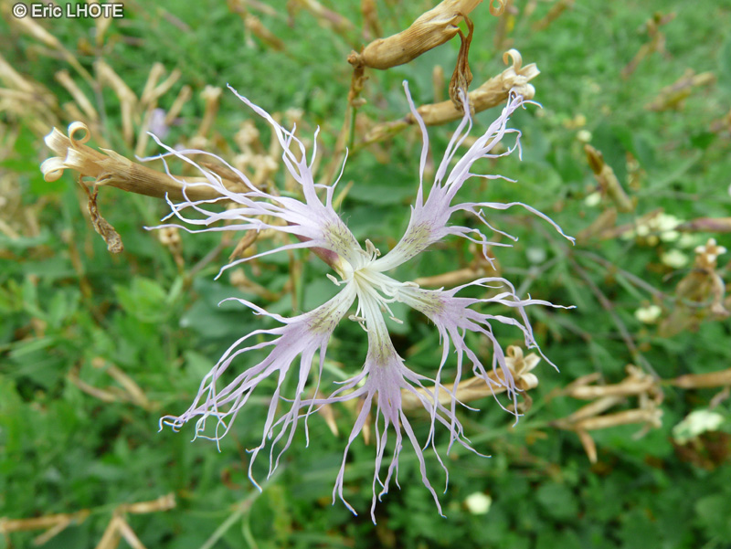Caryophyllaceae - Dianthus superbus - Oeillet superbe