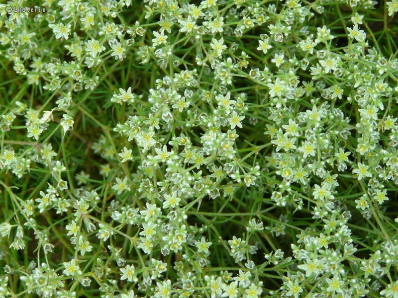Caryophyllaceae - Scleranthus perennis - Scléranthe vivace