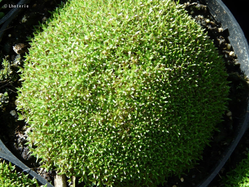 Caryophyllaceae - Silene acaulis Mount Snowdon - Silene