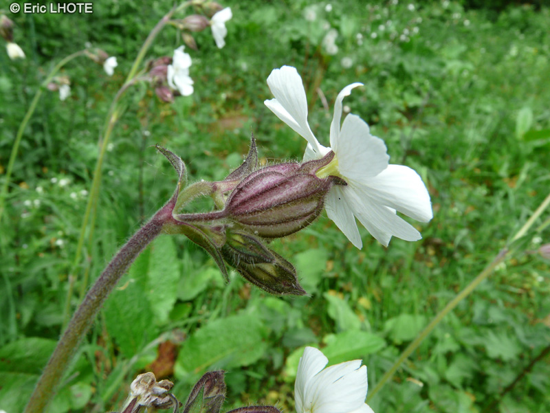 Caryophyllaceae - Silene alba, Silene latifolia - Silène blanc, Compagnon blanc