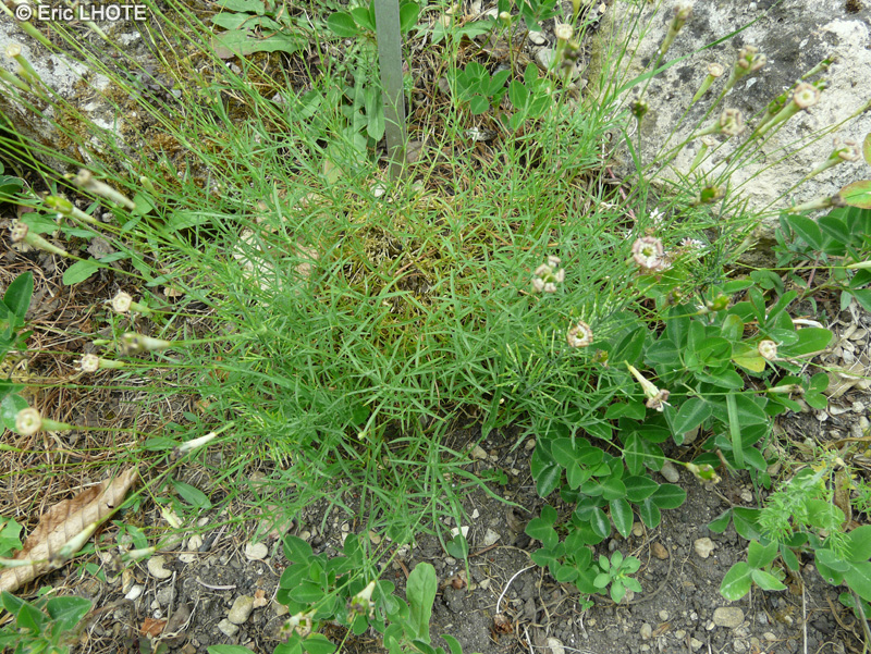  - Silene bupleuroides ssp. staticifolia - 