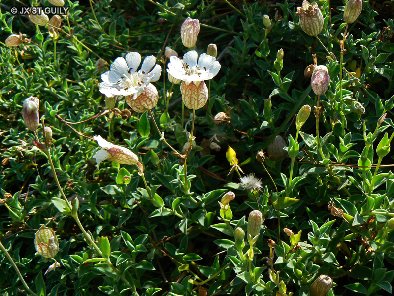Caryophyllaceae - Silene vulgaris ssp. maritima - Silène de Bastard, Silène maritime, Silène à une fleur