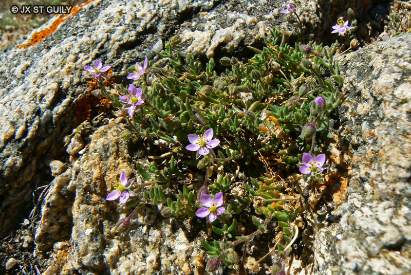 Caryophyllaceae - Spergularia rupicola - Spergule des rochers, Spergulaire des rochers