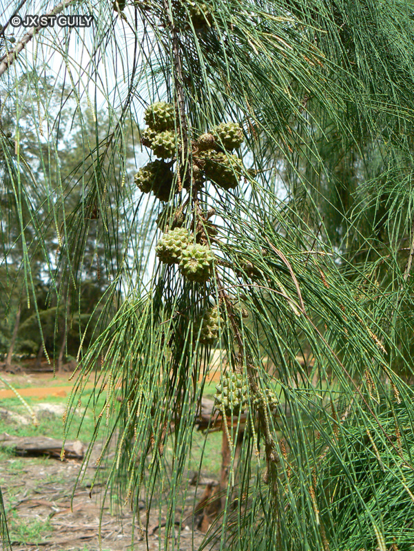 Casuarinaceae - Casuarina stricta - Filao