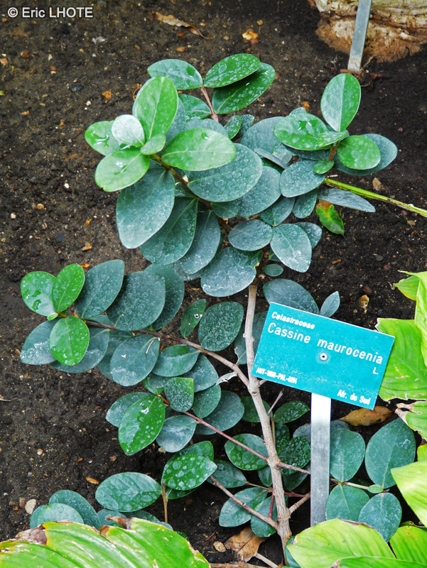 Celastraceae - Cassine maurocenia - Cassine
