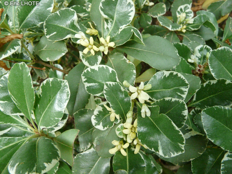 Celastraceae - Euonymus fortunei Emerald - Fusain