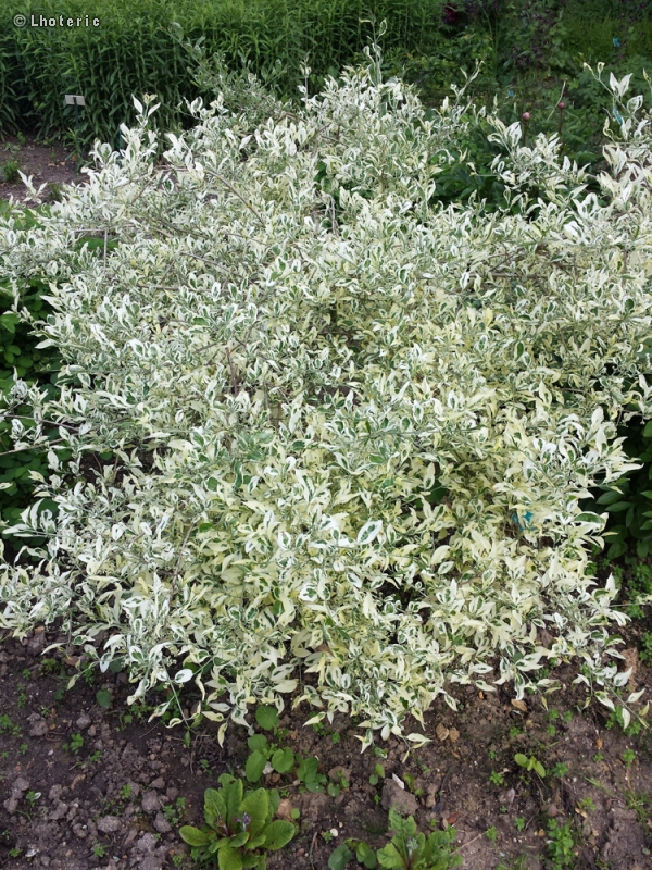 Celastraceae - Euonymus hamiltonianus Snow - Fusain de Hamilton