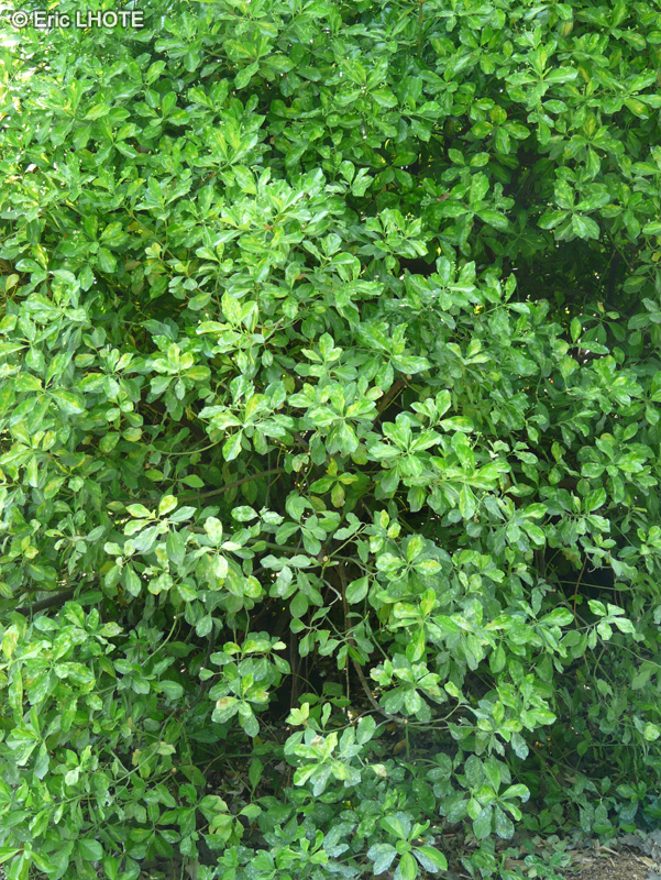 Celastraceae - Euonymus japonicus Duc d'Anjou - Fusain du Japon