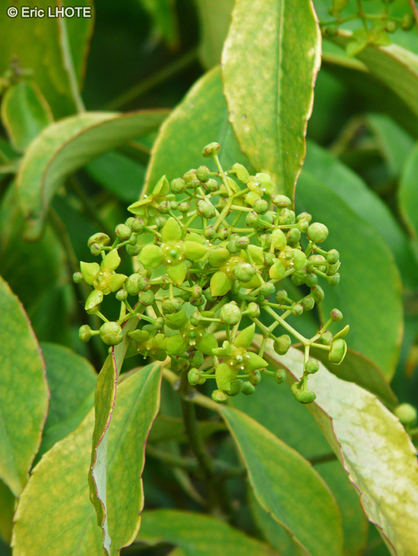 Celastraceae - Euonymus myrianthus - Fusain de Chine