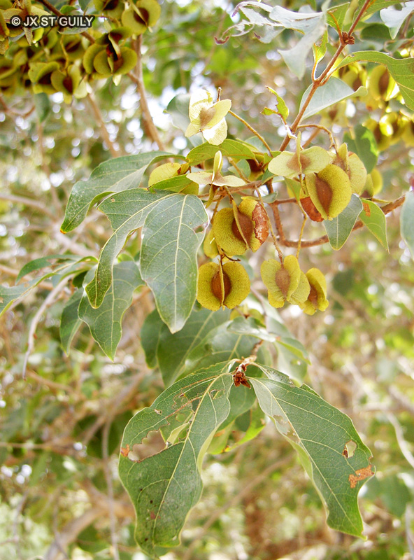 Combretaceae - Combretum sp. - Combretum