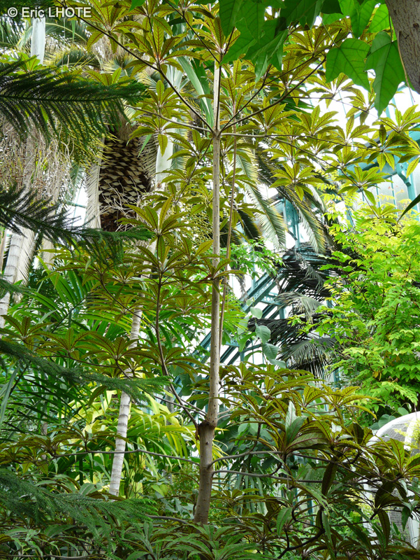 Combretaceae - Terminalia bentzoe, Terminalia angustifolia - Croton de Bentzoe