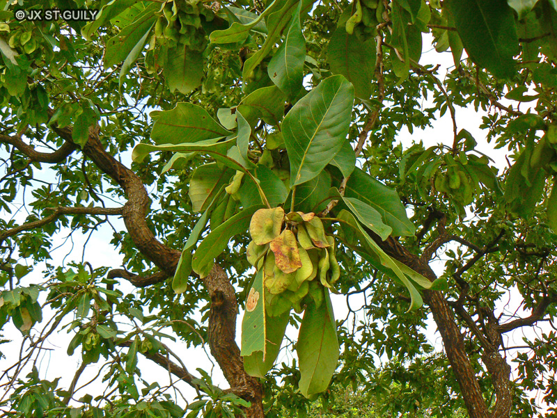 Combretaceae - Terminalia macroptera - Badamier du Sénégal