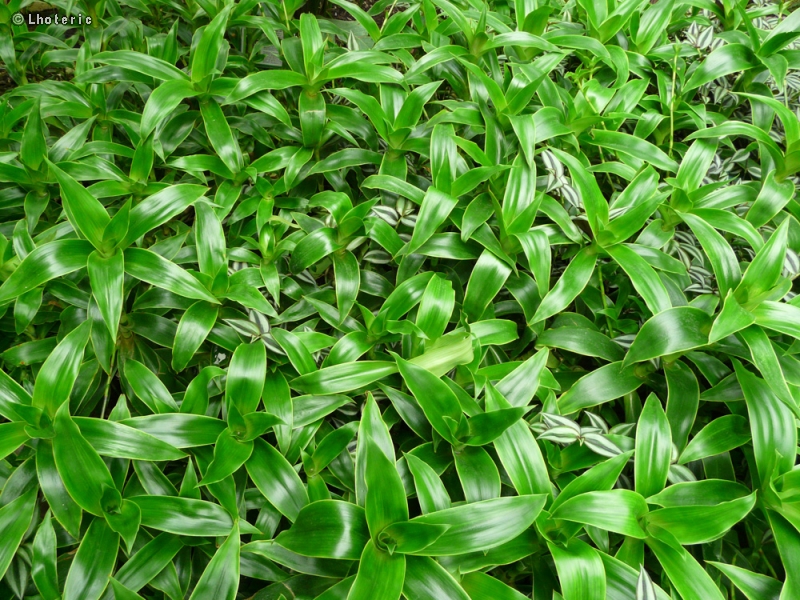 Commelinaceae - Callisia fragrans - Basket plant, Chain plant, Inch plant