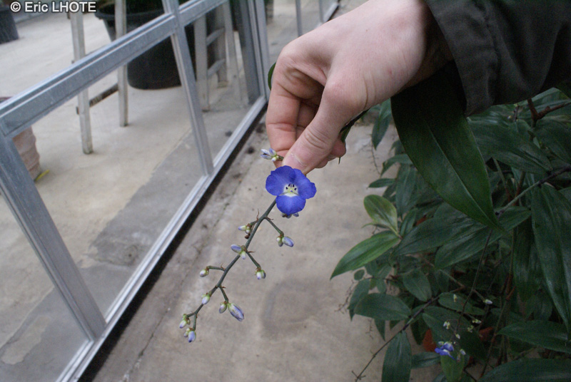Commelinaceae - Dichorisandra pendula - Gingembre bleu