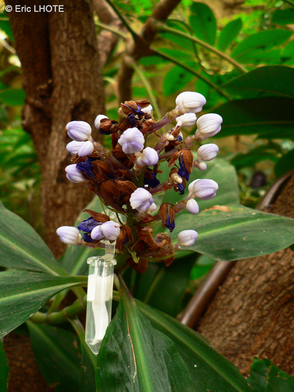 Commelinaceae - Dichorisandra thyrsiflora - Gingembre bleu