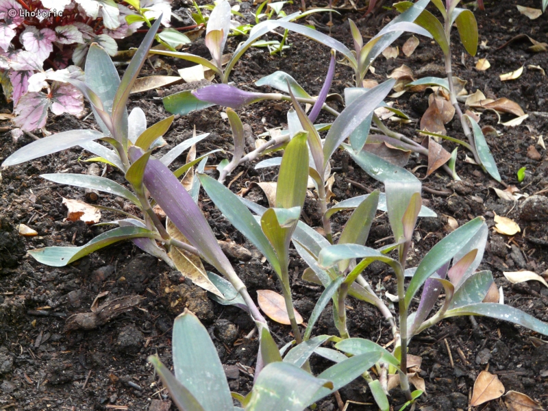 Commelinaceae - Setcreasea purpurea - Setcréase pourpre