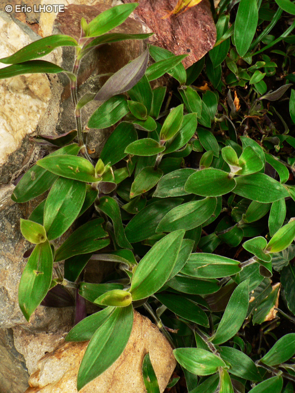 Commelinaceae - Tradescantia fluminensis - Misère, Ephémerine