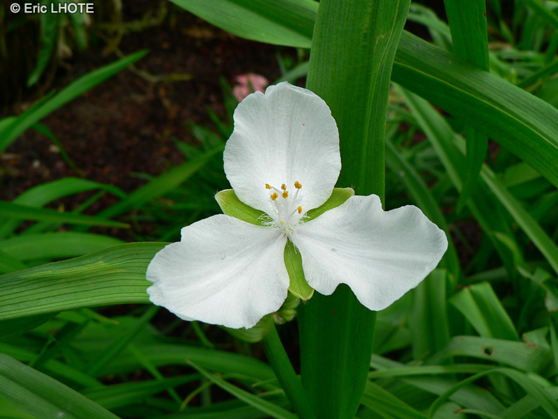 Commelinaceae - Tradescantia x andersoniana alba, Tradescantia virginiana alba - Ephémère blanche de Virginie