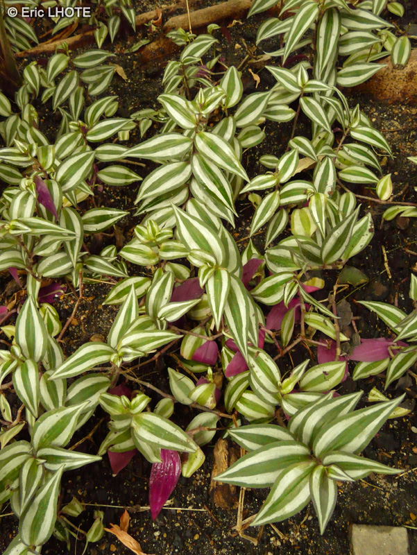 Commelinaceae - Tradescantia zebrina - Juif errant, Ephémère, Misère