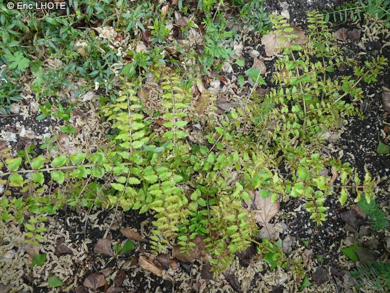 Coriariaceae - Coriaria kingiana, Corynocarpus laevigatus - Coriaria, Corynocarpus