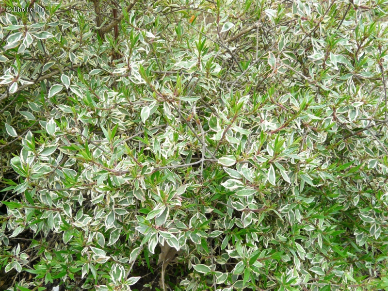 Cornaceae - Cornus alba Elegantissima Variegata - Cornouiller blanc