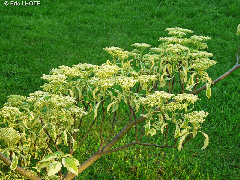 Cornaceae - Cornus alternifolia Variegata - Cornouiller à feuilles alternes