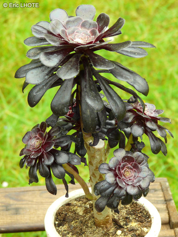  - Aeonium arboreum atropurpureum Schwarzkopf - 