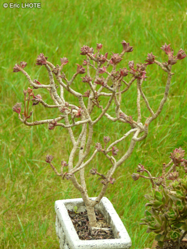 Crassulaceae - Aeonium decorum - Aeonium