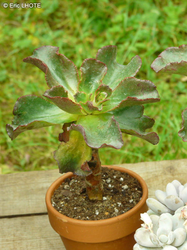 Crassulaceae - Aeonium undulatum - Aeonium