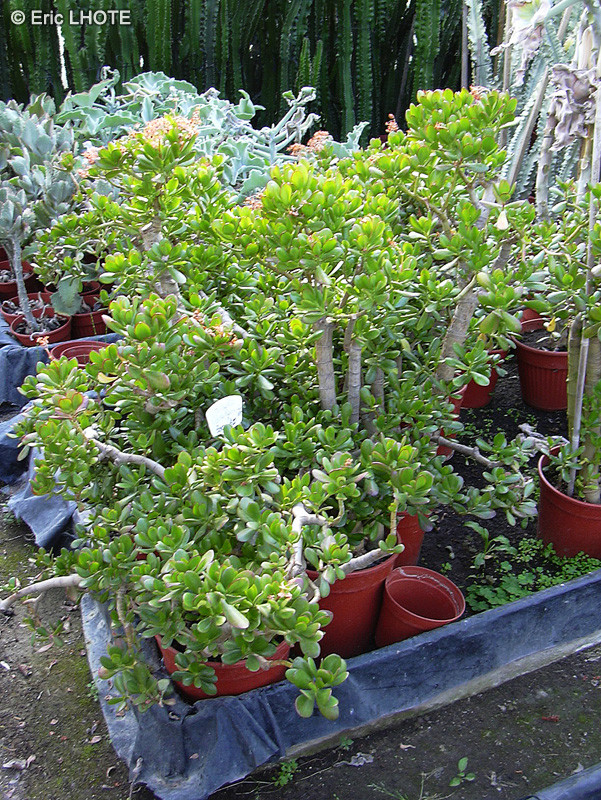 Crassulaceae - Crassula ovata, Crassula argentea, Crassula portulacea - Arbre de Jade, Dollar d’argent, Crassule ovale, Plante de jade, Baobab Africain