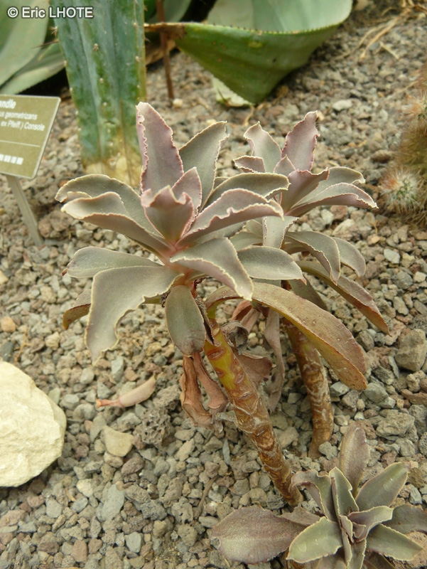 Crassulaceae - Echeveria fulgens - Echeveria