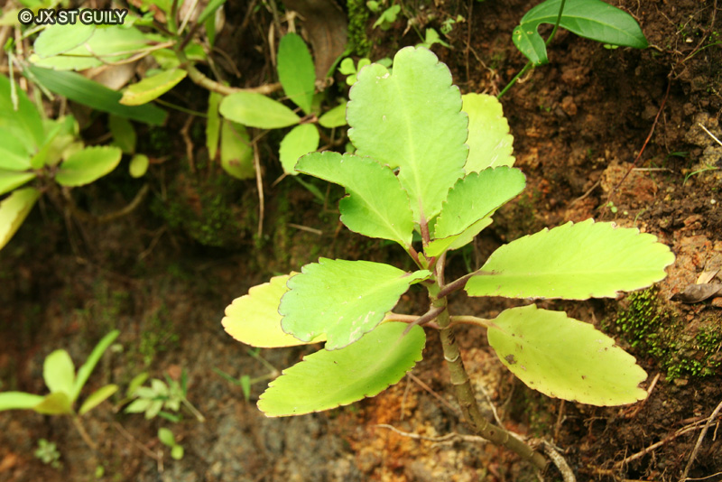 Crassulaceae - Kalanchoe pinnata - Chou de faffe, Gros Pourpier clochette