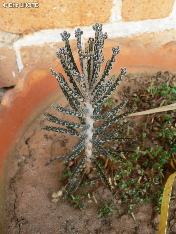 Crassulaceae - Kalanchoe tubiflora - Kalanchoé
