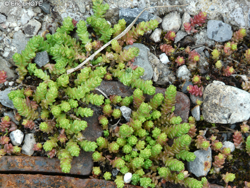 Crassulaceae - Sedum alpestre - Orpin alpestre, Orpin des Alpes