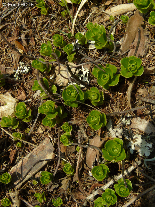 Crassulaceae - Sedum kamtschaticum - Orpin du Kamtschaka