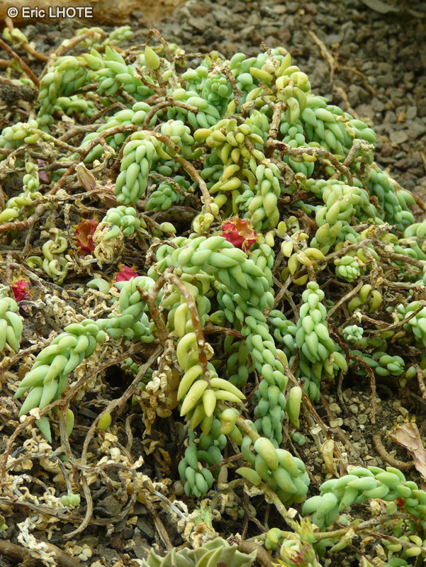 Crassulaceae - Sedum morganianum - Orpin de morgane
