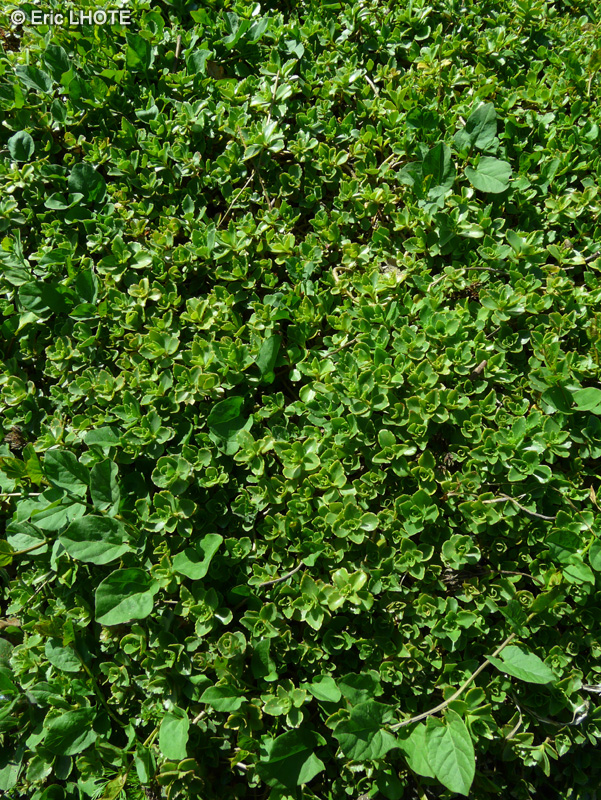 Crassulaceae - Sedum spurium - Orpin bâtard